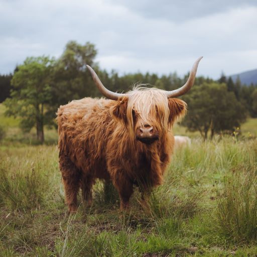 Highland cow